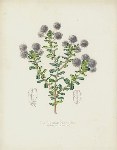 Ceanothe المسنن ، Ceanothus Dentatus بواسطة مدرسة اللغة الإنجليزية